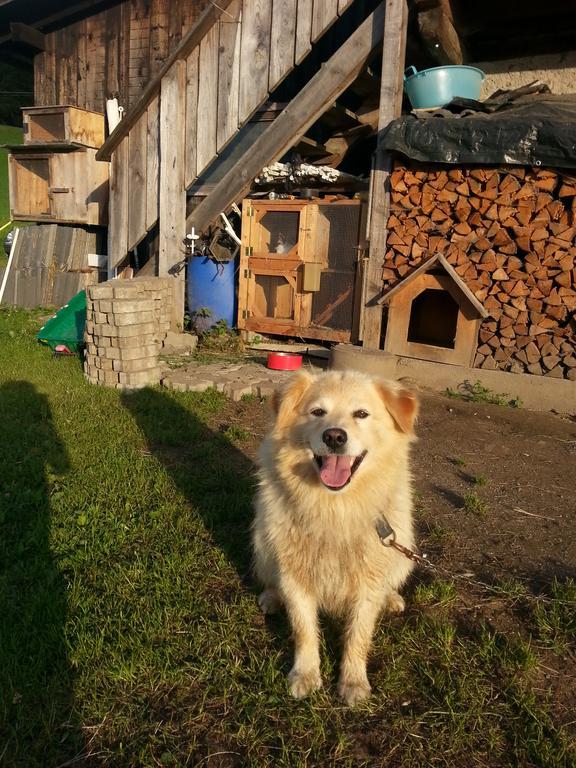 Hoelzlhof Brunico Eksteriør bilde